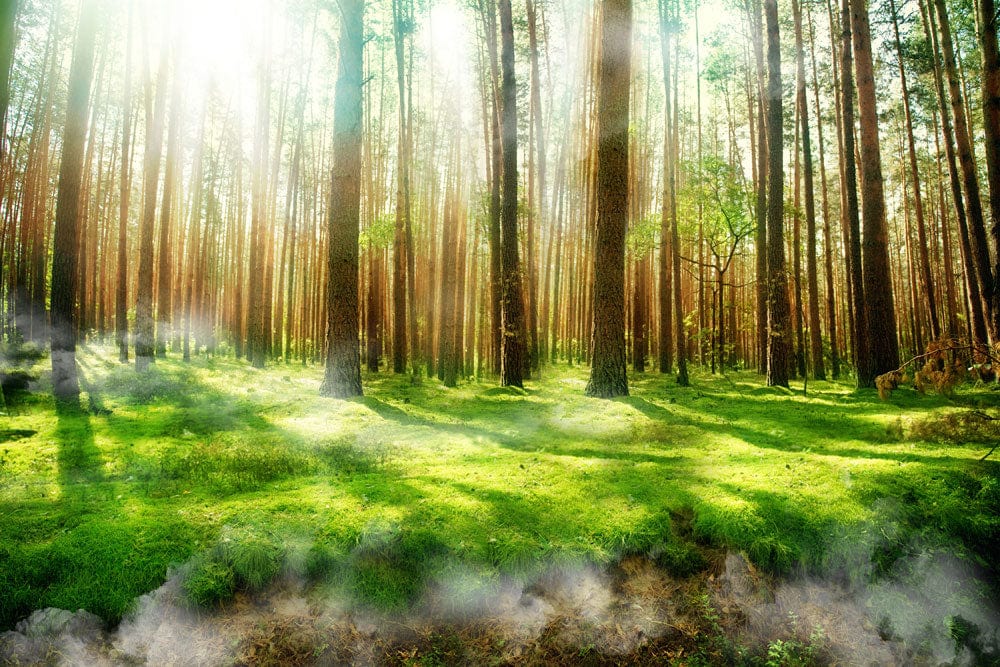 Sunlit Forest Mural Wallpaper with Lush Green Serenity Landscape