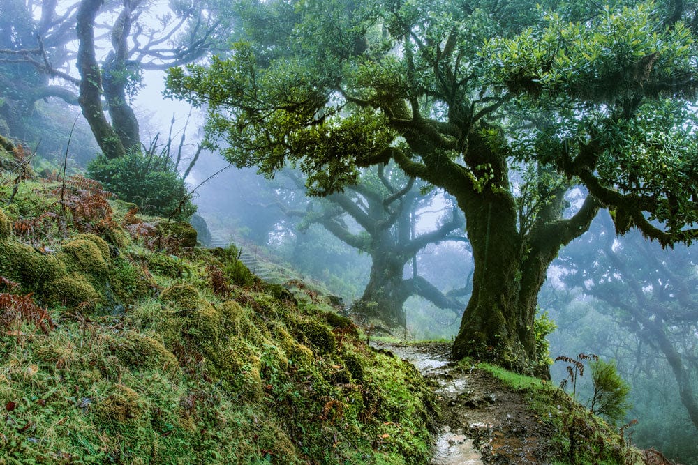 Mystical Forest Green Nature Mural Wallpaper - Enchanting Woodland Path Design