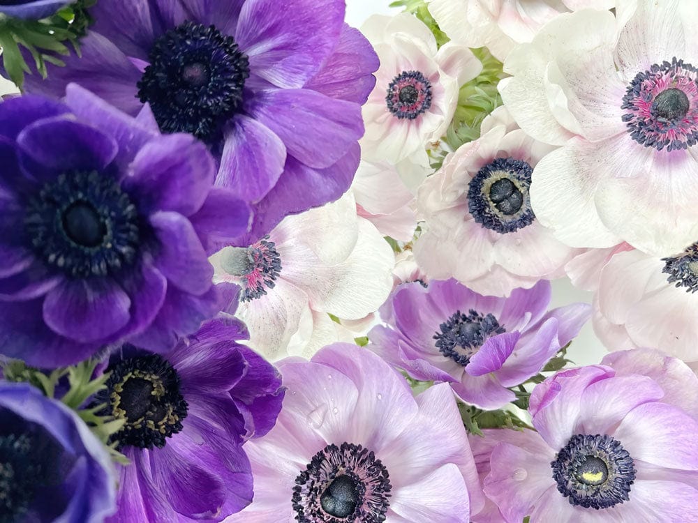 Elegant Purple and White Anemone Floral Mural Wallpaper for Modern Interiors