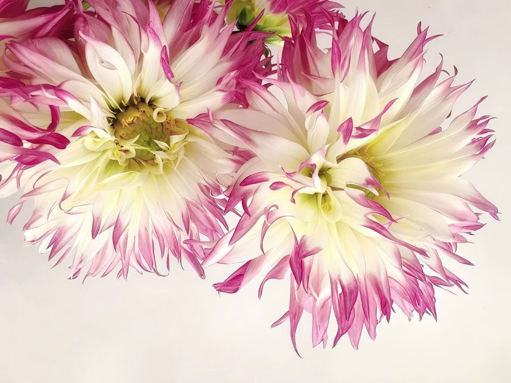 Vibrant Pink and White Dahlia Blooms Floral Pattern Wallpaper Décor