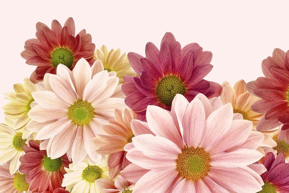 Vintage Floral Daisy Bloom Mural Wallpaper in Soft Pink and Burgundy Hues