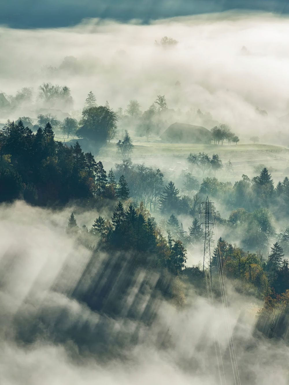 Mist-covered Forest Landscape Mural Wallpaper in Serene Earthy Tones