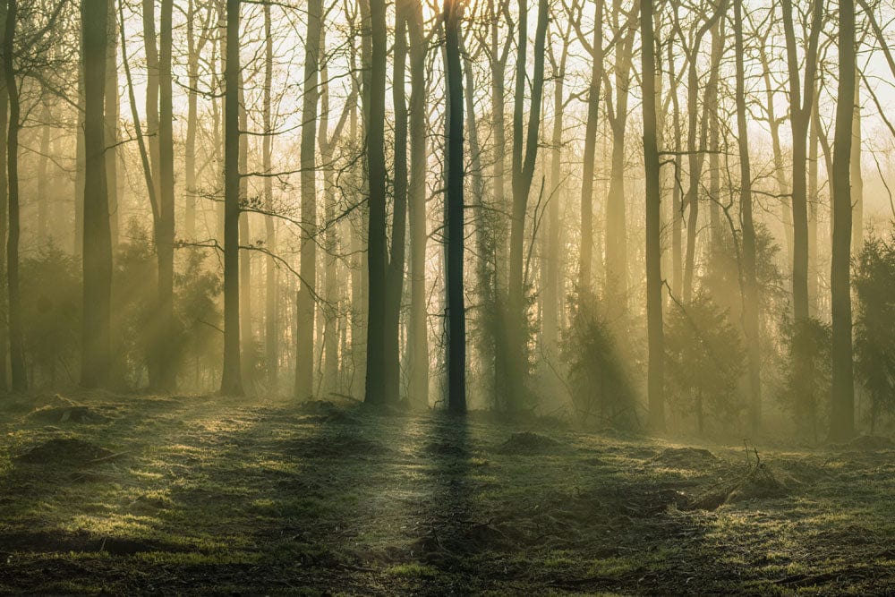 Enchanted Forest Sunrise Scene Misty Woodland Mural Wallpaper in Green