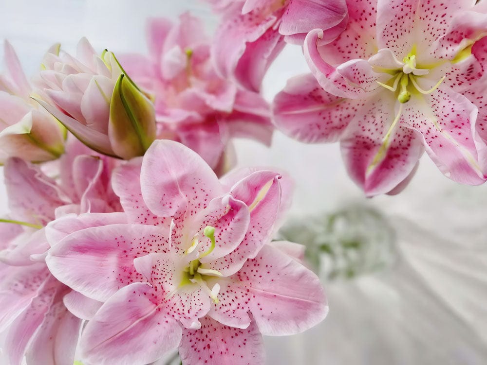 Elegant Pink Lily Blossom Mural Wallpaper - Floral Pastel Interior Decor