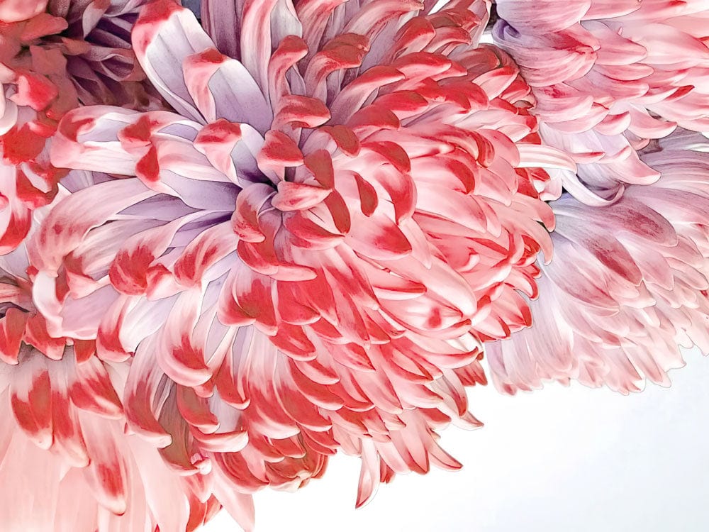 Luxurious Pink and Lavender Floral Mural Wallpaper for Elegant Home Décor