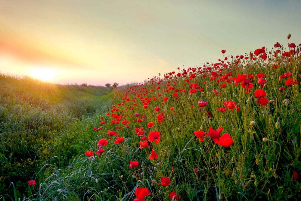 Serene Sunrise Poppy Field Scenic Mural Wallpaper - Vibrant Red Blossoms
