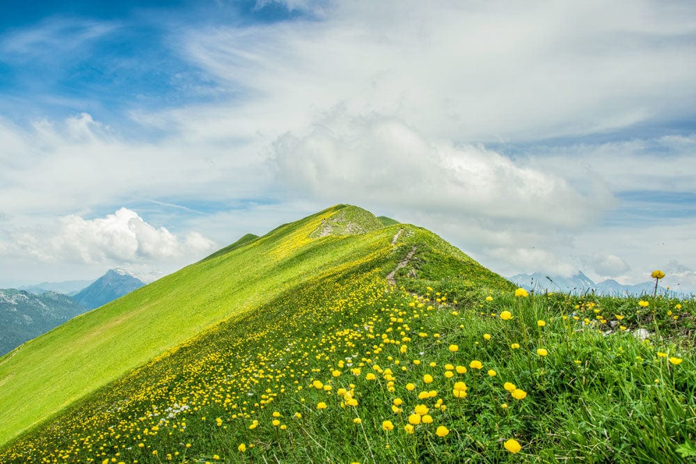 Serene Green Mountain Pasture Mural Wallpaper with Yellow Wildflowers Bliss