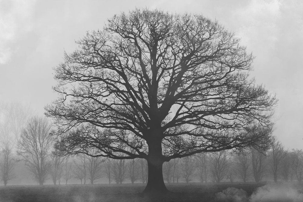 Majestic Black Oak Tree in Misty Monochrome Landscape Wallpaper Mural