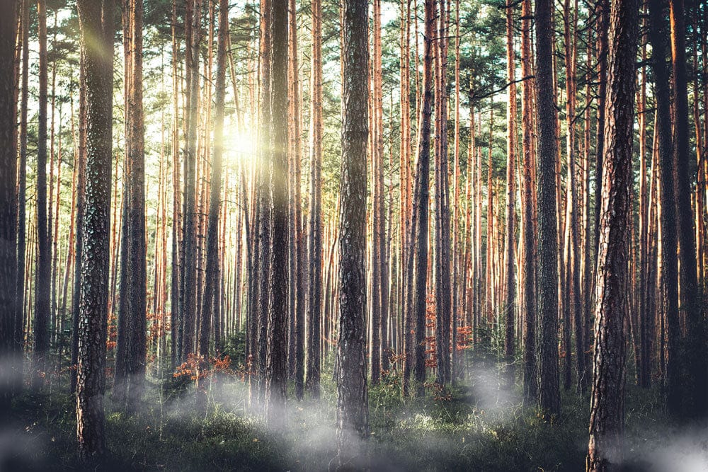 Sunlit Forest Mist Mural Wallpaper - Lush Green Nature Landscape Decor