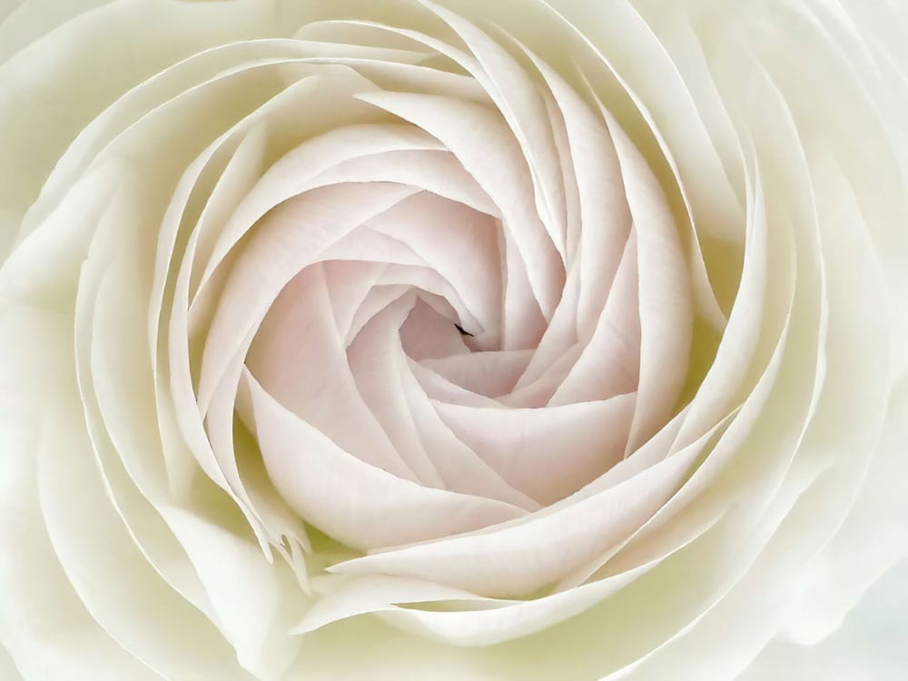Elegant Ivory Rose Floral Mural Wallpaper - Soft Petal Design Décor