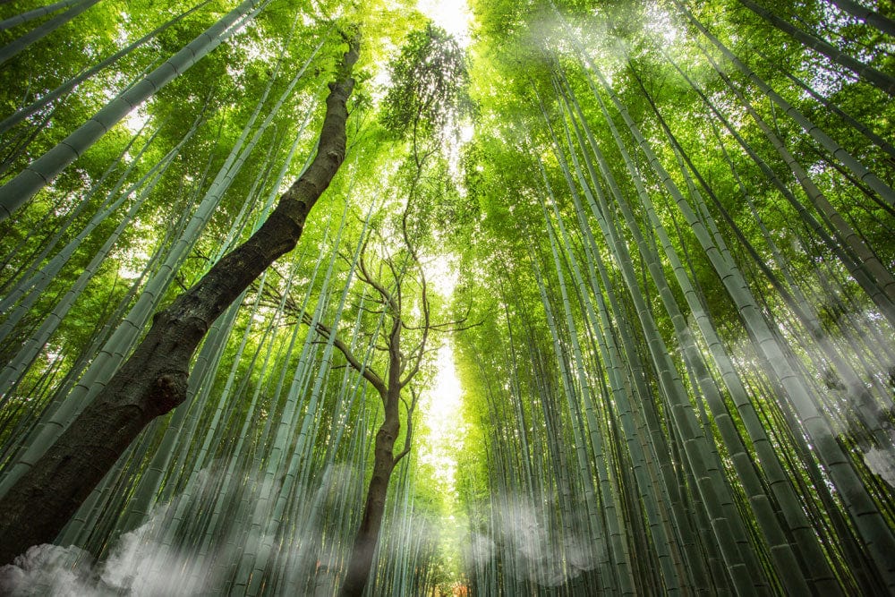Serene Green Bamboo Forest Mural Wallpaper: Nature Inspired Home Decor