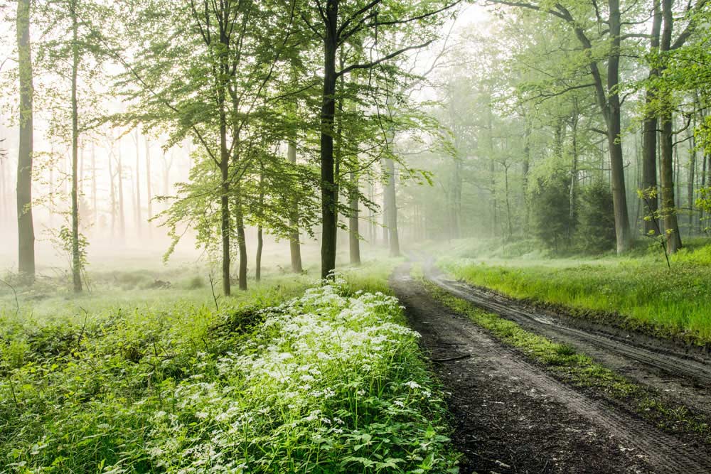 Tranquil Misty Forest Path Green Nature Mural Wallpaper Scenic Design