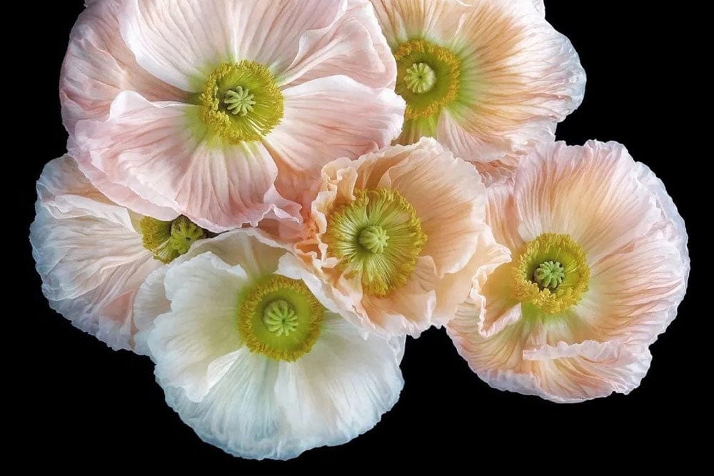 Soft Pastel Floral Bloom Wallpaper - Elegant Peony Blossom Design