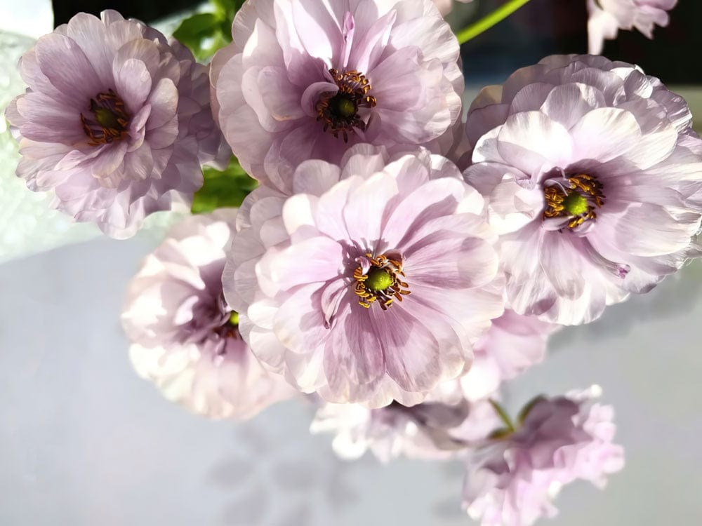 Blossoming Lavender Floral Pattern Wallpaper: Elegant Pastel Botanical Wall Design