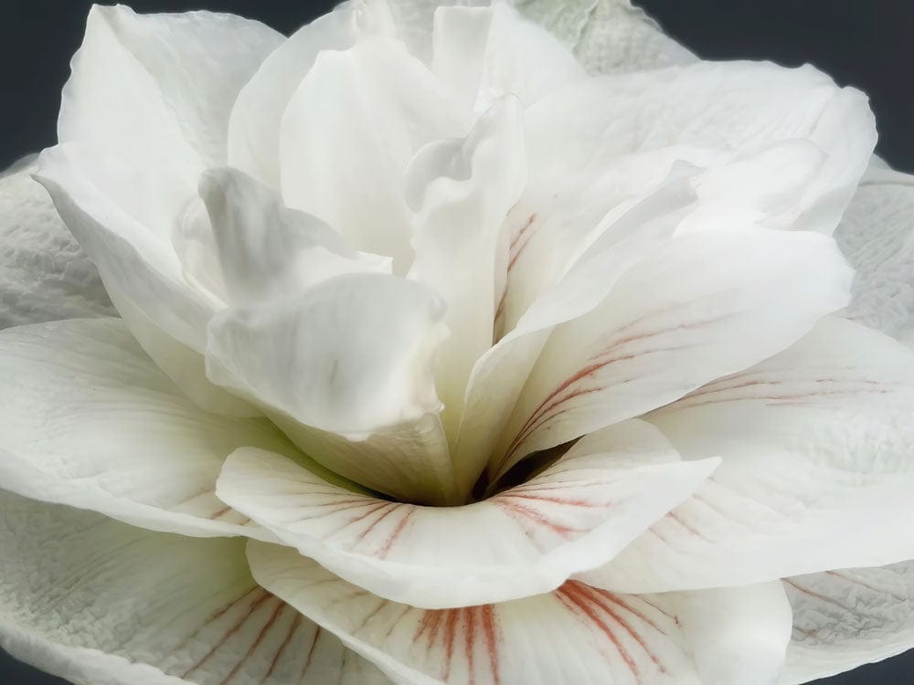 Serene White Blossom Floral Mural Wallpaper with Elegant Subtle Hints of Pink