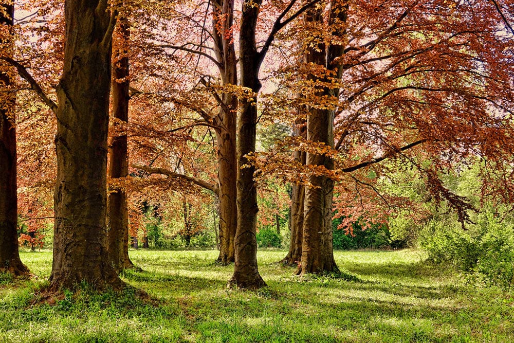 Autumn Forest Vibes: Serene Nature Mural Wallpaper in Earthy Hues