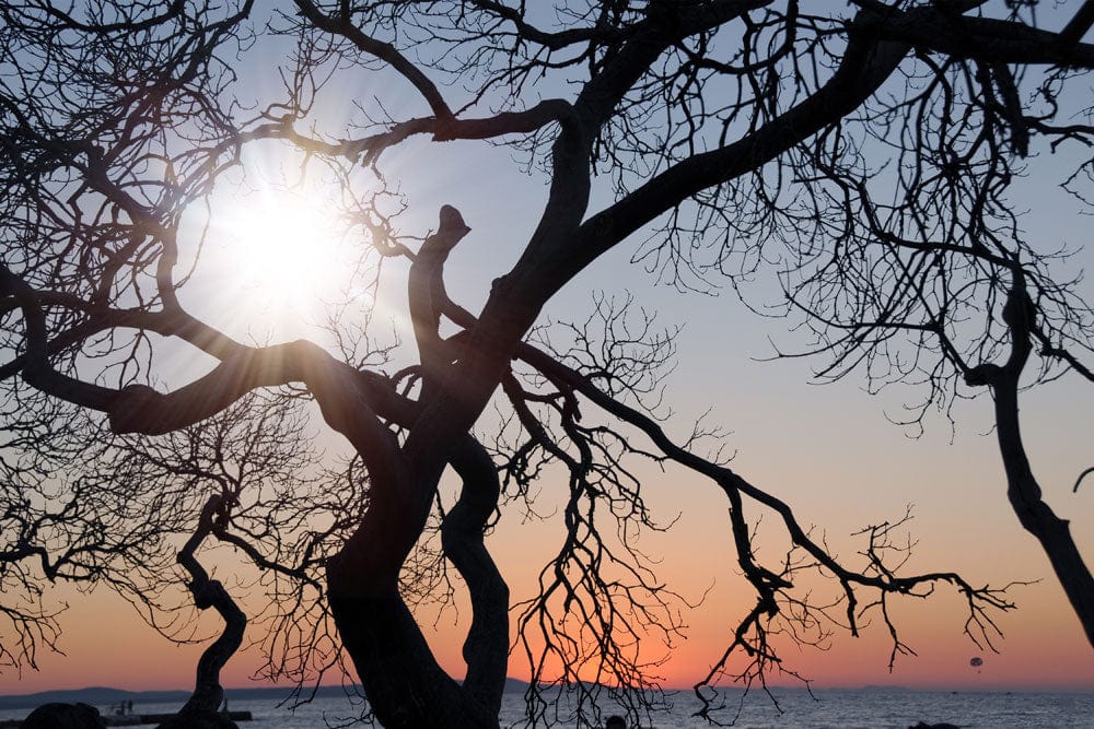 Sunset Silhouette Tree Mural Wallpaper in Soft Pastel Coastal Scene