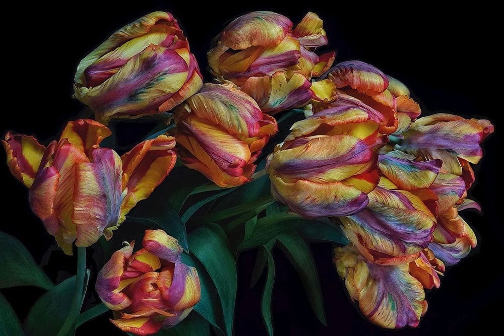 Colourful Baroque Tulip Mural Wallpaper: Vibrant Floral Elegance for Interiors