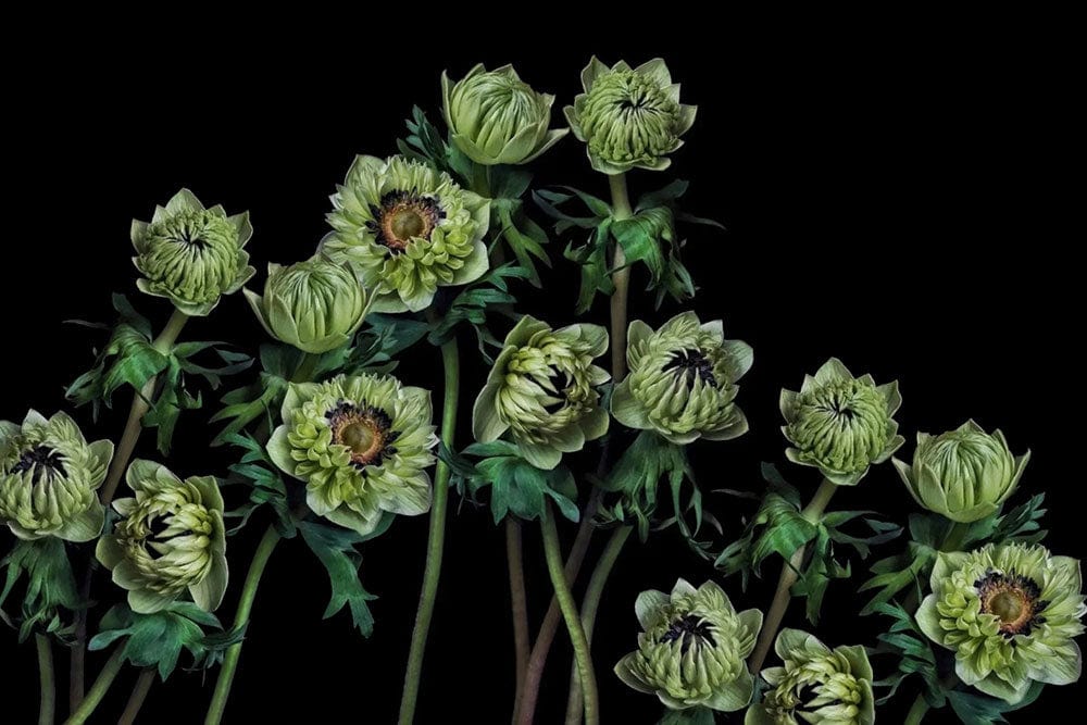 Green Floral Elegance: Dark Botanical Mural Wallpaper for Chic Interiors