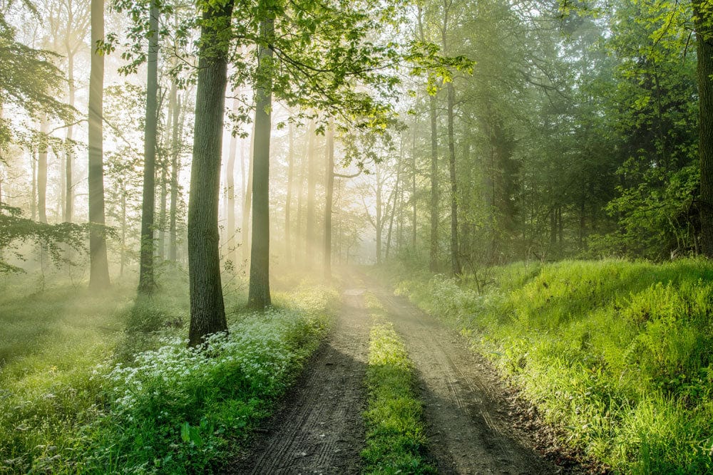 Enchanted Green Forest Sunlit Path Mural Wallpaper - Nature's Serenity Décor