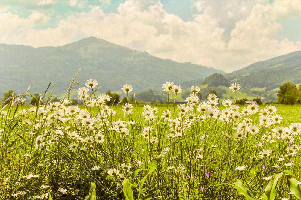 Vintage Countryside Daisy Meadow Mural Wallpaper in Green and Cream Palette