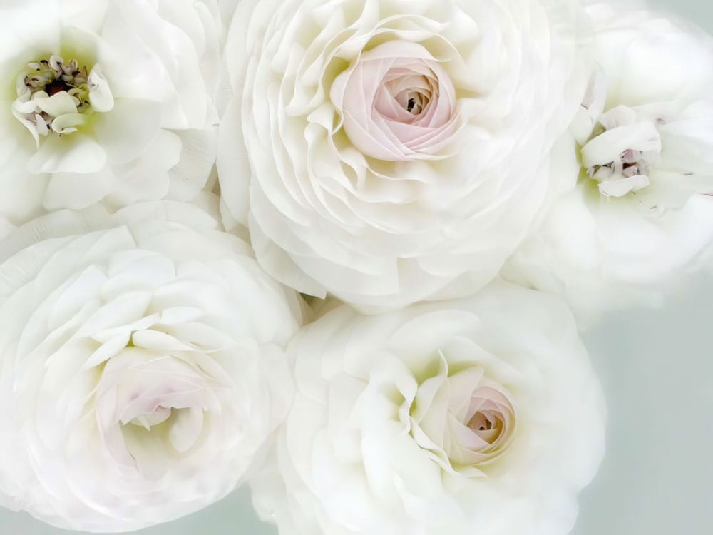 Elegant White Blossom Floral Mural Wallpaper with Soft Pastel Accents