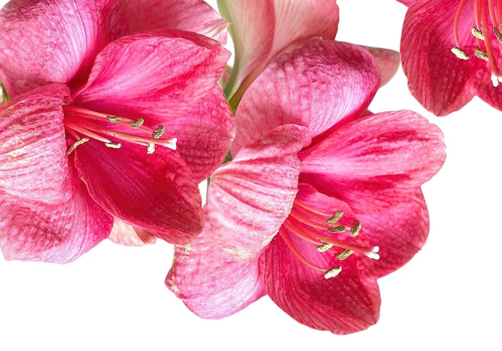Vibrant Pink Floral Elegance Mural Wallpaper for Modern Interiors Décor