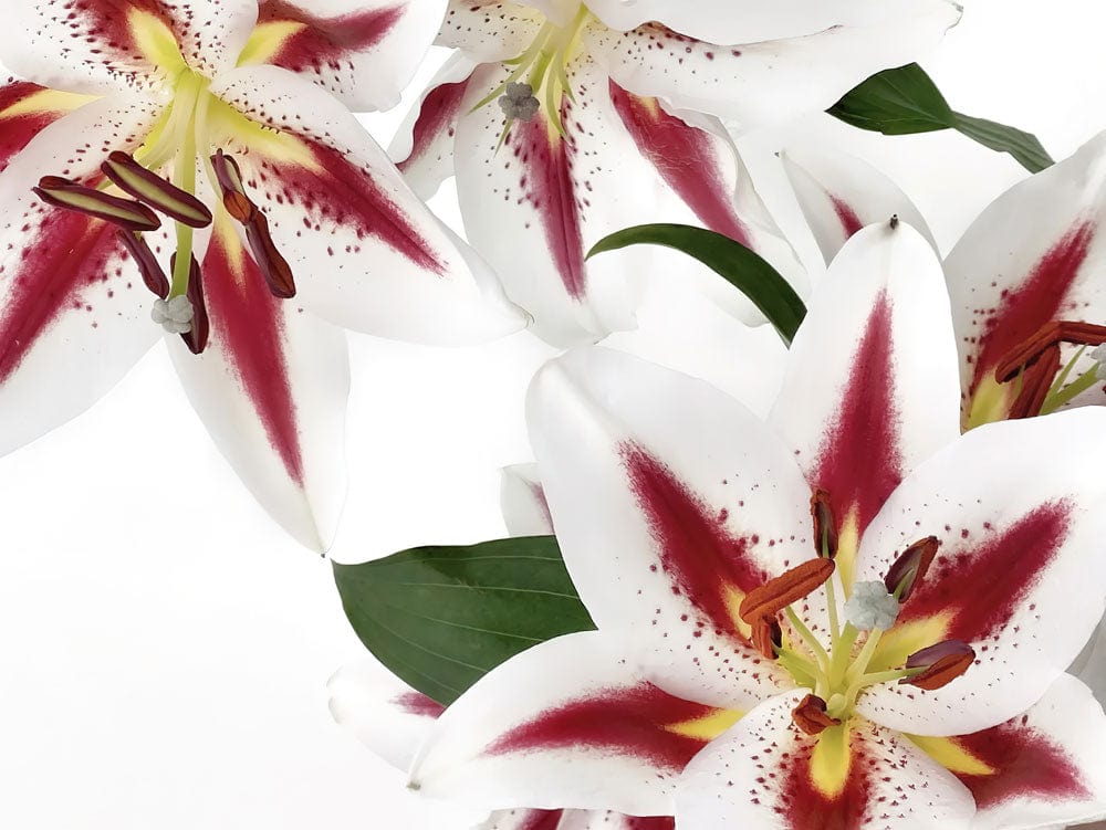 Elegant White Lily Floral Design Wallpaper Mural with Rich Red Accents