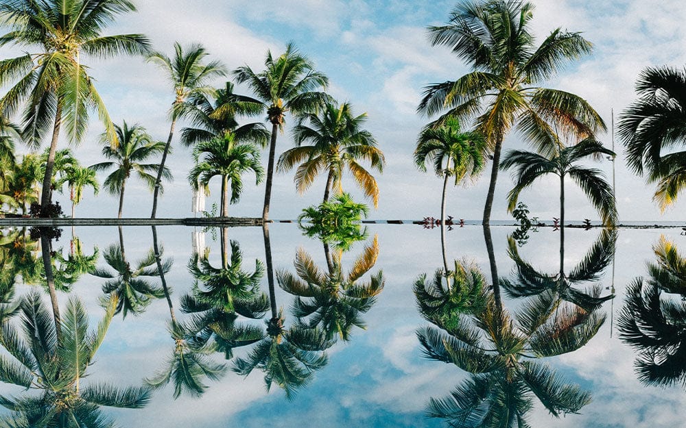 Oceanside Coconut Tree Wallpaper Mural