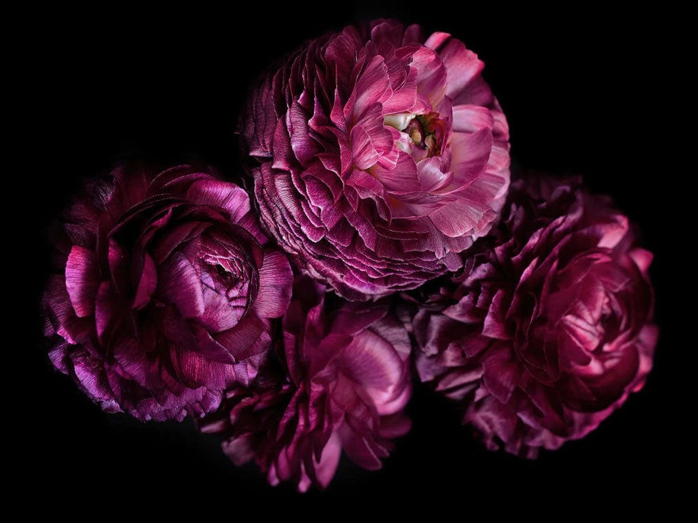 Luxurious Plum Floral Blossom Mural Wallpaper - Elegant Dark Botanical Design