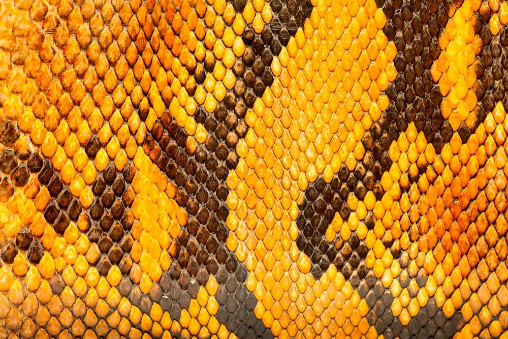 Exotic Golden Snake Skin Pattern Mural Wallpaper for Bold Interiors