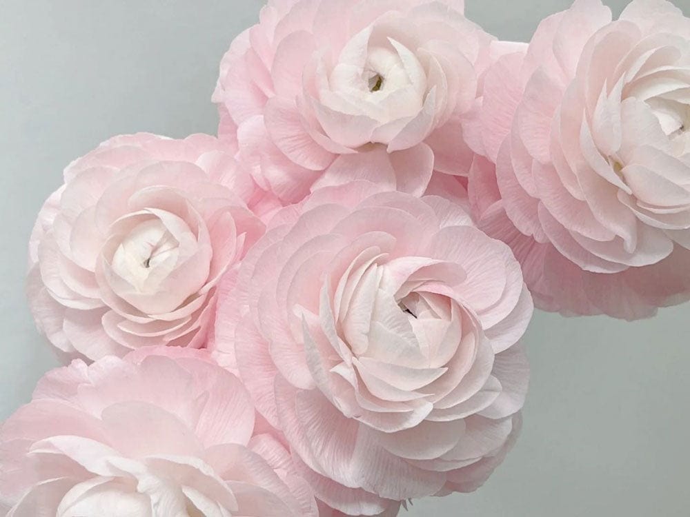 Soft Pink Floral Elegance Wallpaper for Stylish, Serene Interior Décor