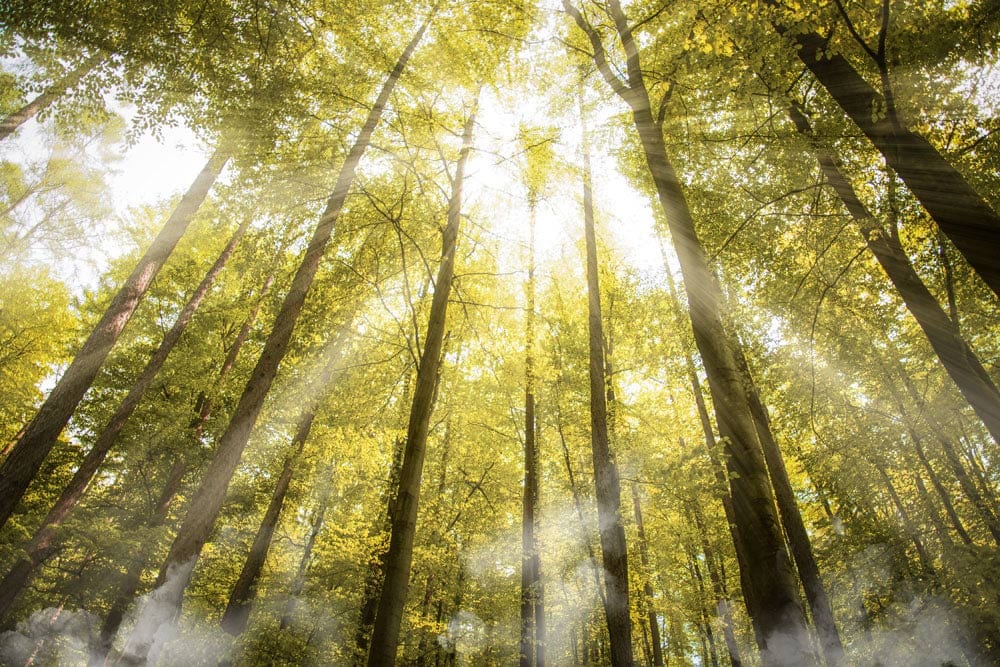 Golden Forest Sunbeam Mural Wallpaper for Serene Natural Décor