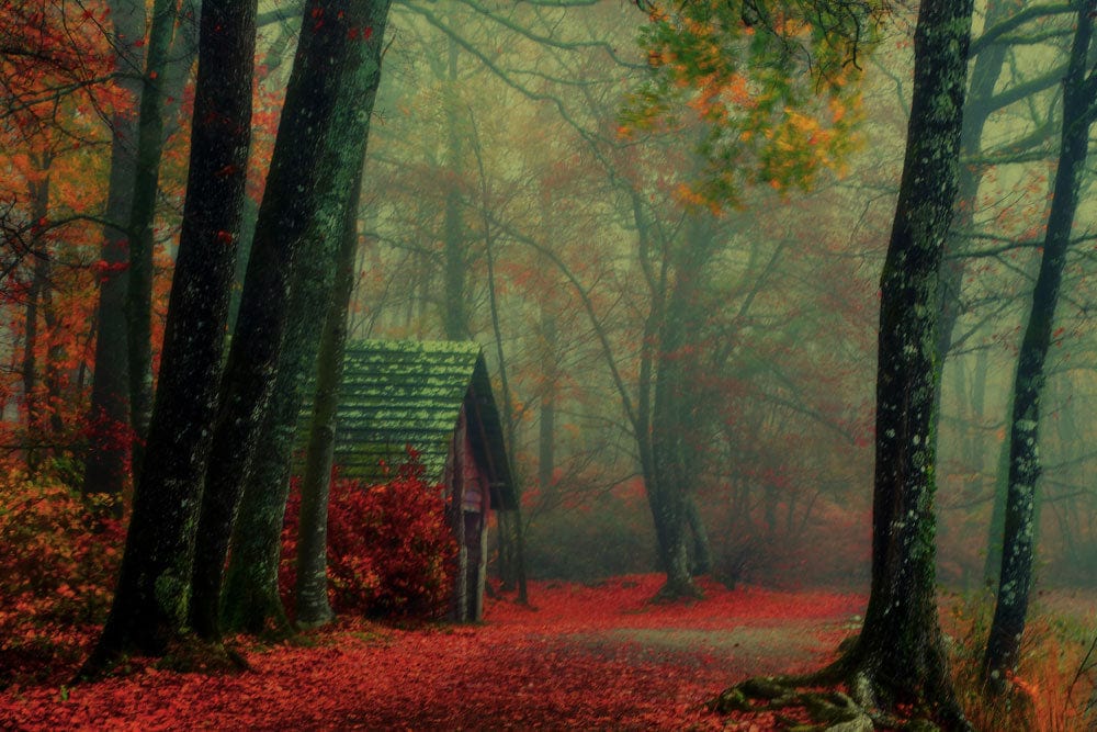 Enchanted Autumn Woodland Retreat: Misty Red Forest Scene Mural Wallpaper