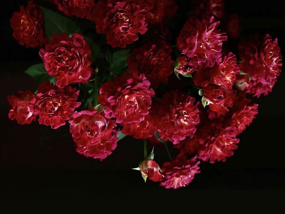 Elegant Crimson Rose Blossom Floral Wallpaper - Luxurious Dark Botanical Design