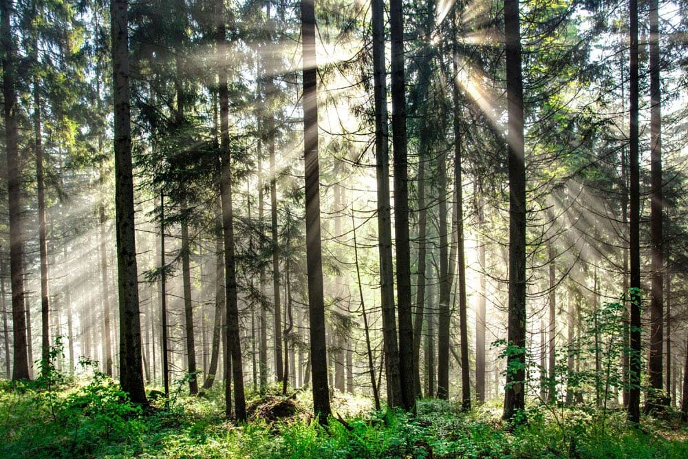 Sunlit Serenity Forest Mural Wallpaper - Green Nature Landscape Design