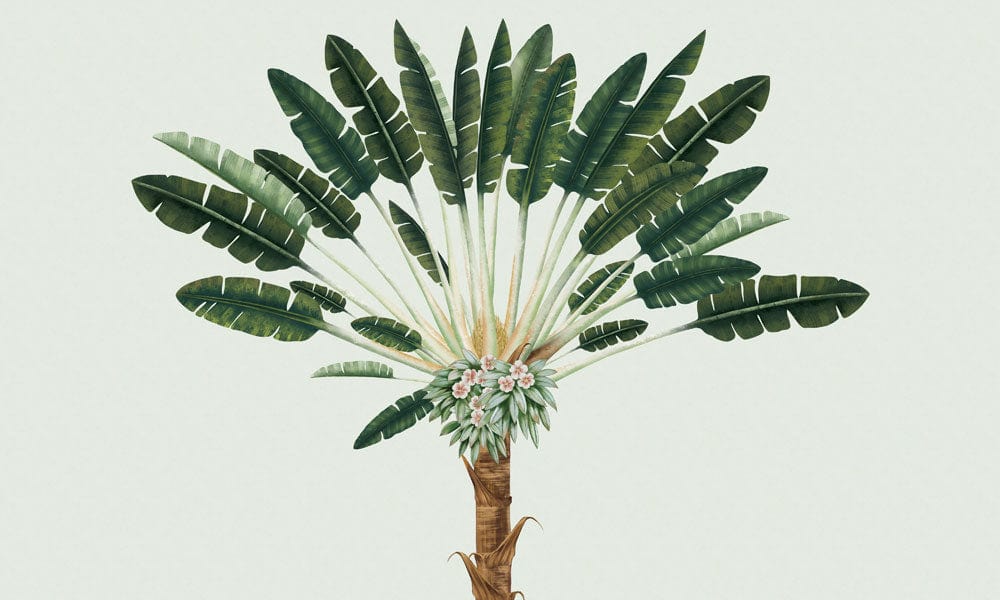 Vintage Tropical Palm Tree Mural Wallpaper in Soothing Green Tones