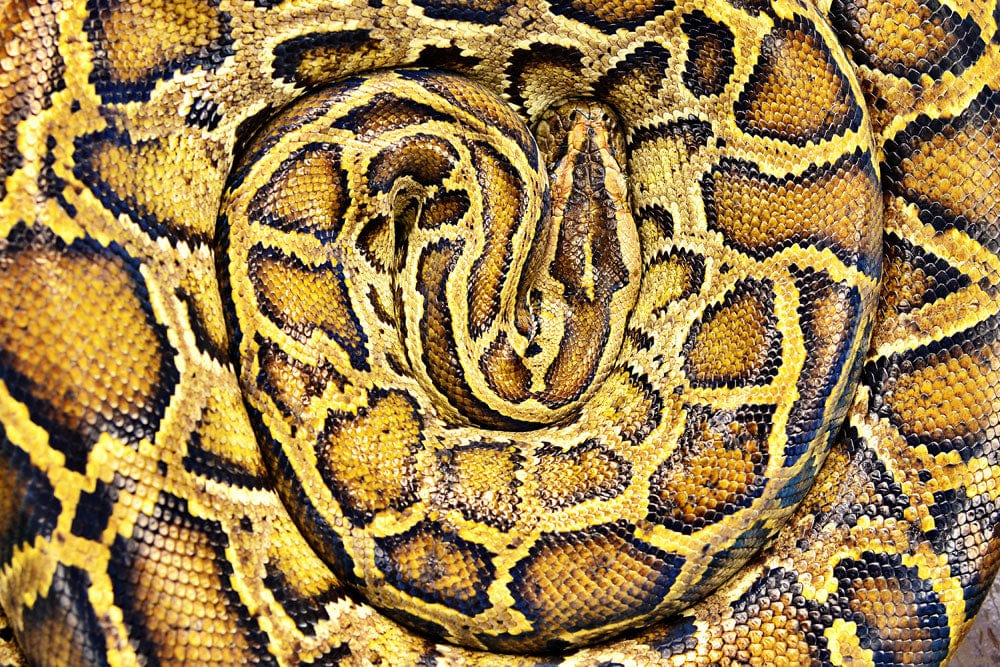 Exotic Golden Snake Pattern Wallpaper for Bold Statement Interiors