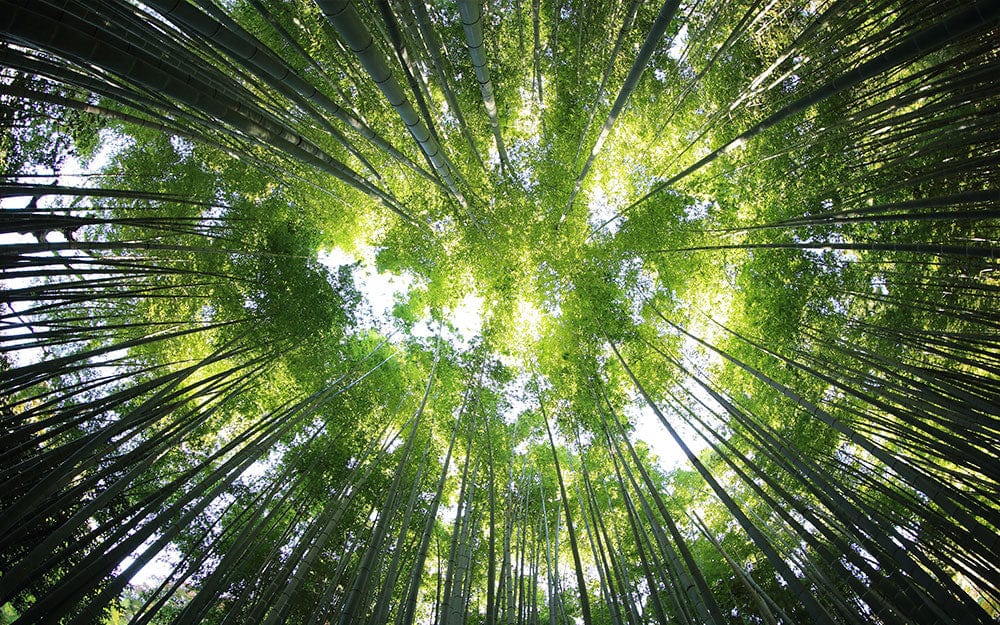 Serene Green Forest Canopy Mural Wallpaper: Natural Scenic Tranquillity for Interiors