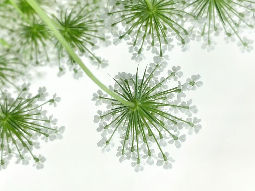 Serene Green Floral Burst Wallpaper - Botanical Elegance for Modern Interiors