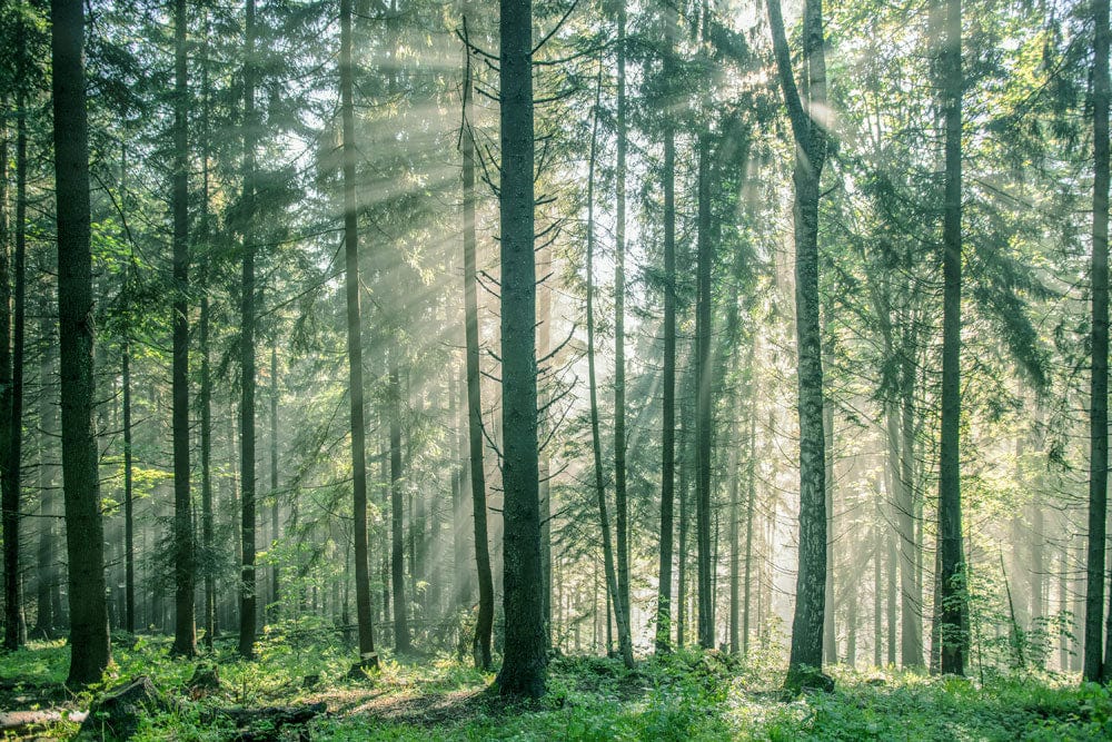 Sunlit Forest Mural Wallpaper: Serene Green Woodland Nature Escape Design
