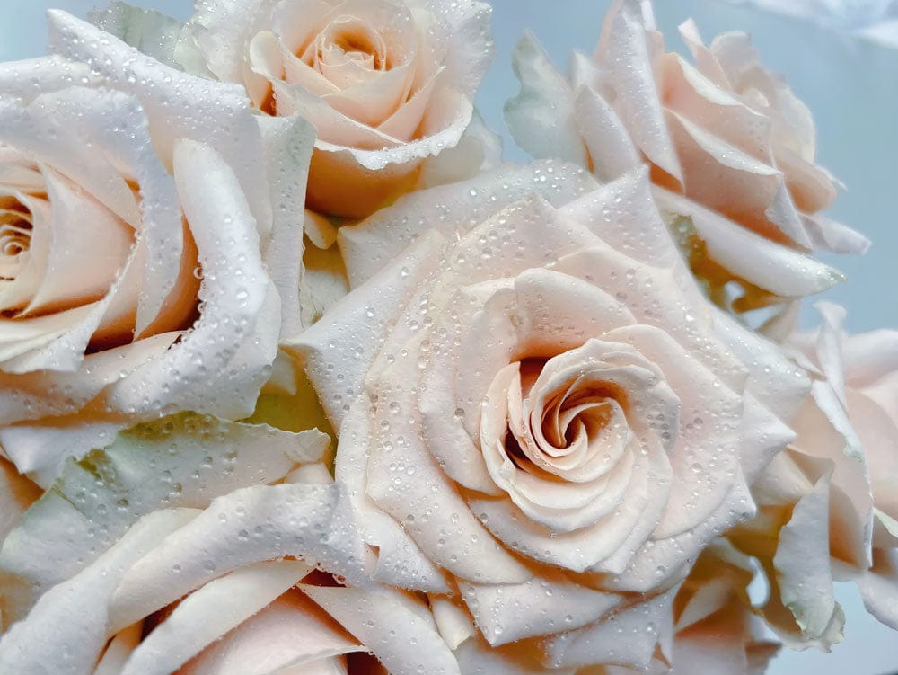 Elegant Cream Rose Blooms Wallpaper with Soft Hues and Delicate Style
