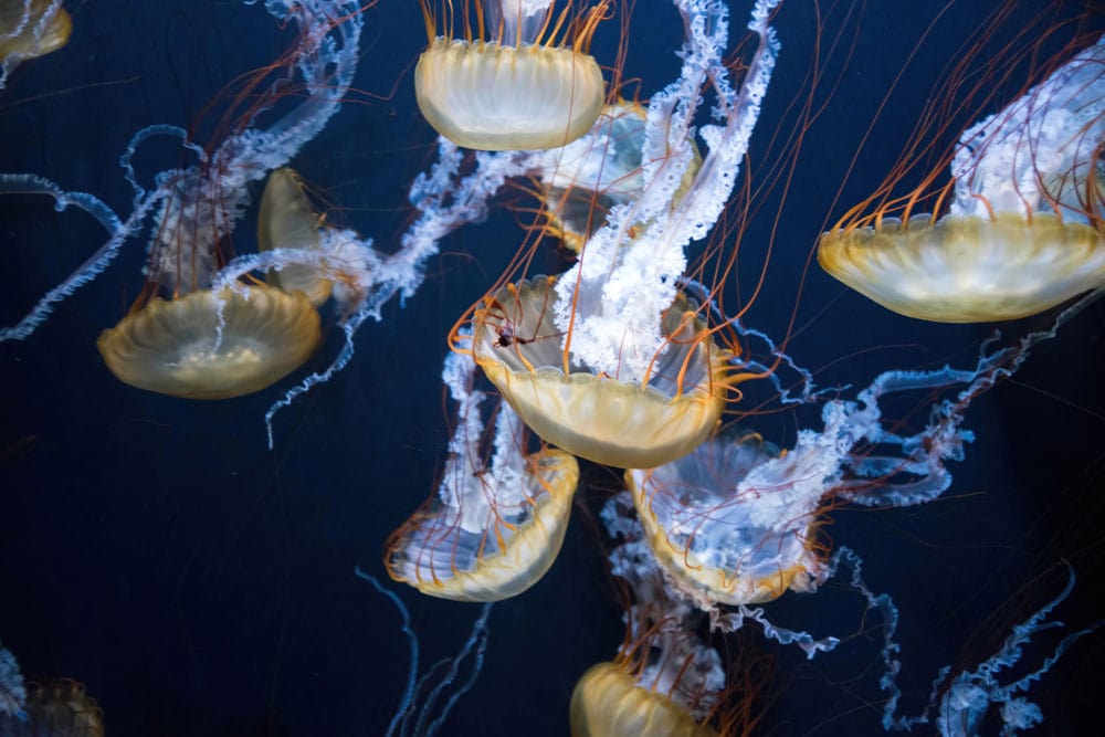 Deep Blue Ocean Jellyfish Mural Wallpaper - Aquatic Elegance and Serenity