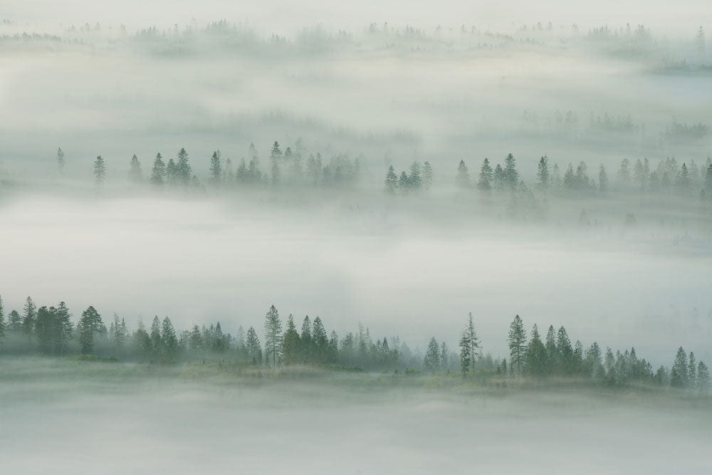 Tranquil Misty Forest Landscape Mural Wallpaper in Soft Grey Tones
