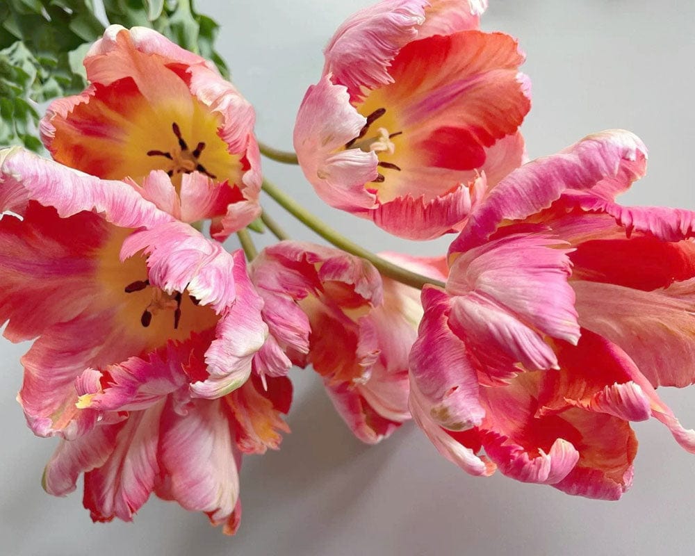 Vibrant Pink Tulip Floral Mural Wallpaper - Elegant Botanical Design