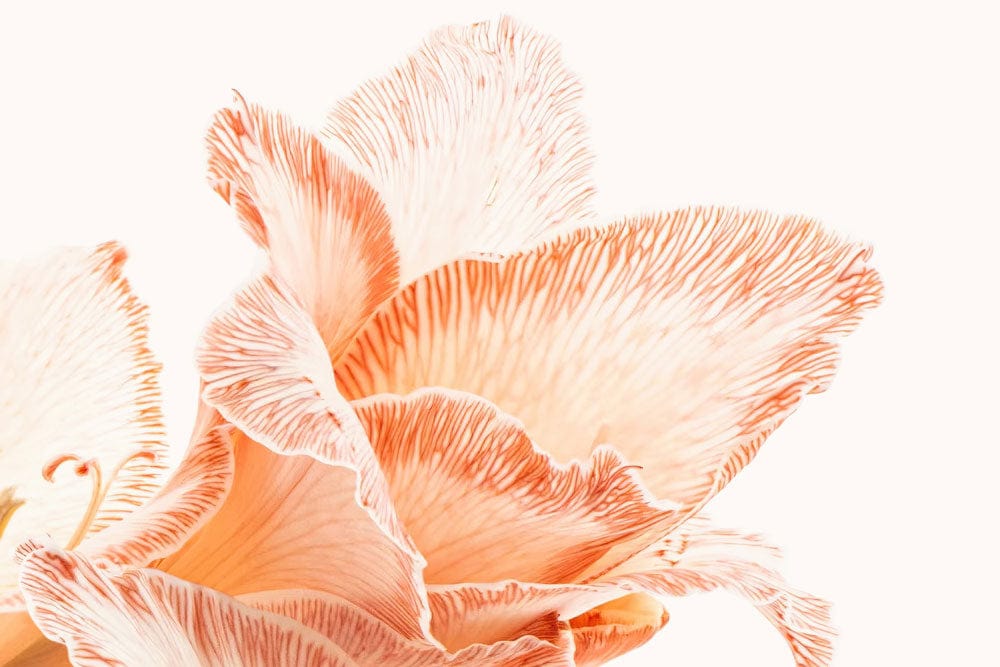 Elegant Peach Floral Blossom Mural Wallpaper - Soft Pastel Botanical Design
