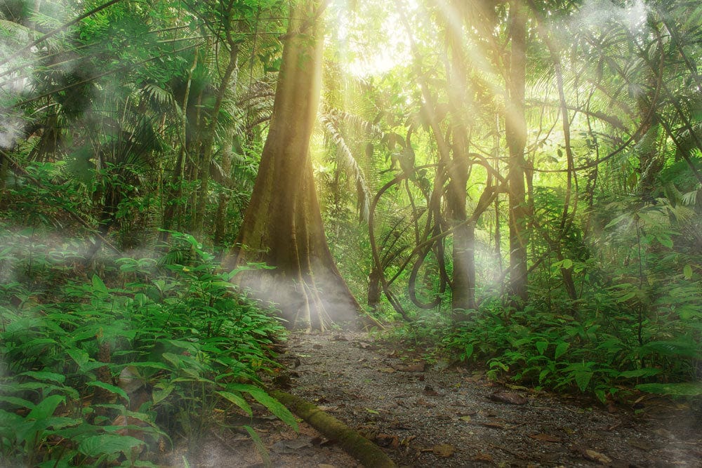 Serene Sunlit Jungle Path Mural Wallpaper in Lush Green Forest Design