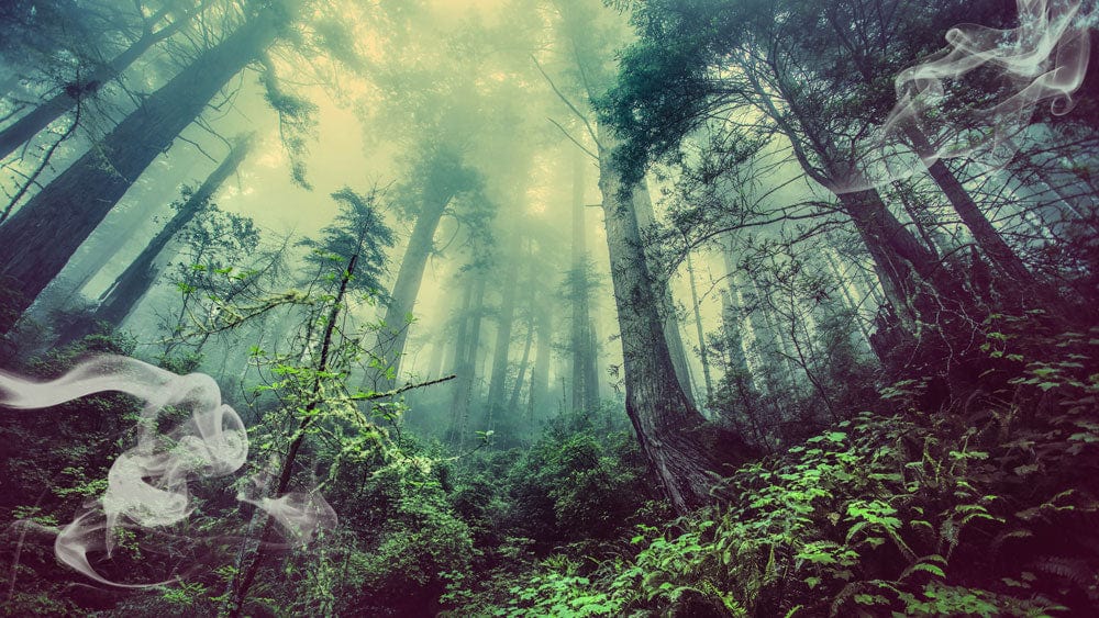 Enchanted Forest Mural Wallpaper: Lush Green Misty Woodland Scene