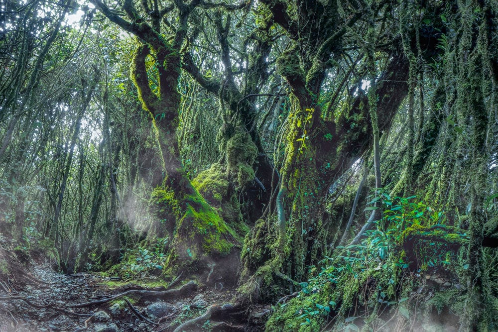 Enchanted Forest Mural Wallpaper with Lush Green Woodland Mystical Design