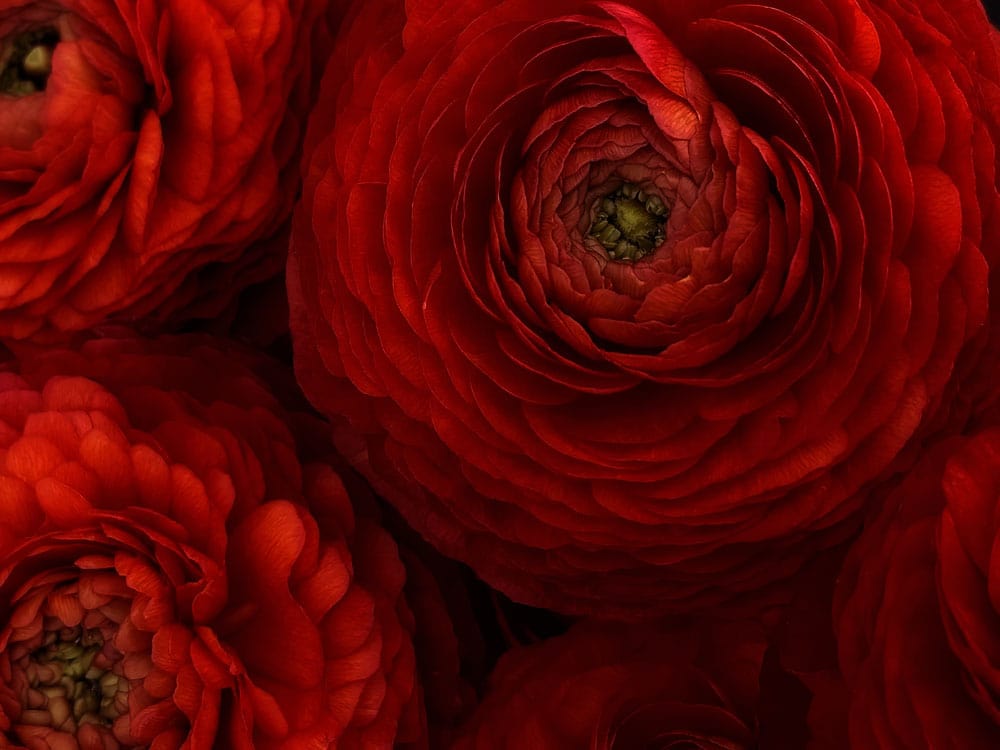Luxurious Red Floral Bloom Mural Wallpaper in Rich Vibrant Colours